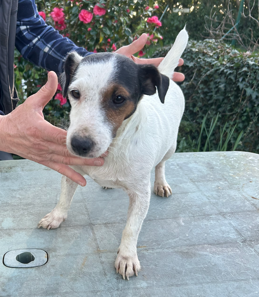 sarcelle De La Petite Garliere