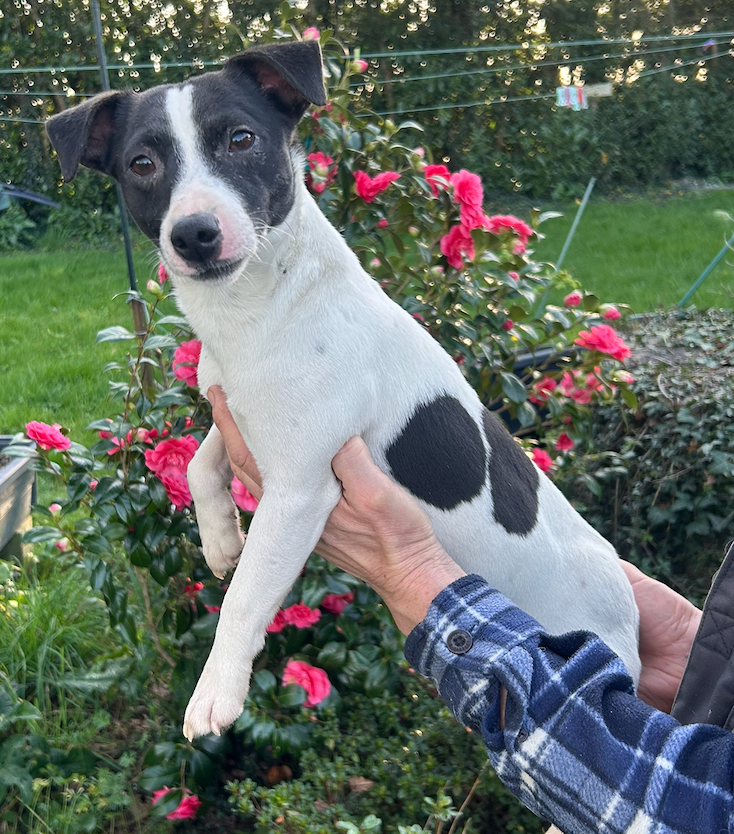 tornado De la piece aux roi