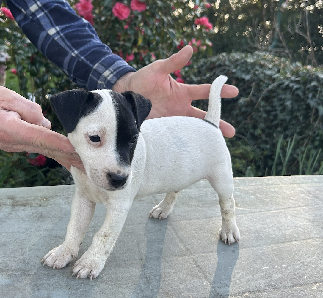 De La Petite Garliere - Chiots disponibles - Jack Russell Terrier