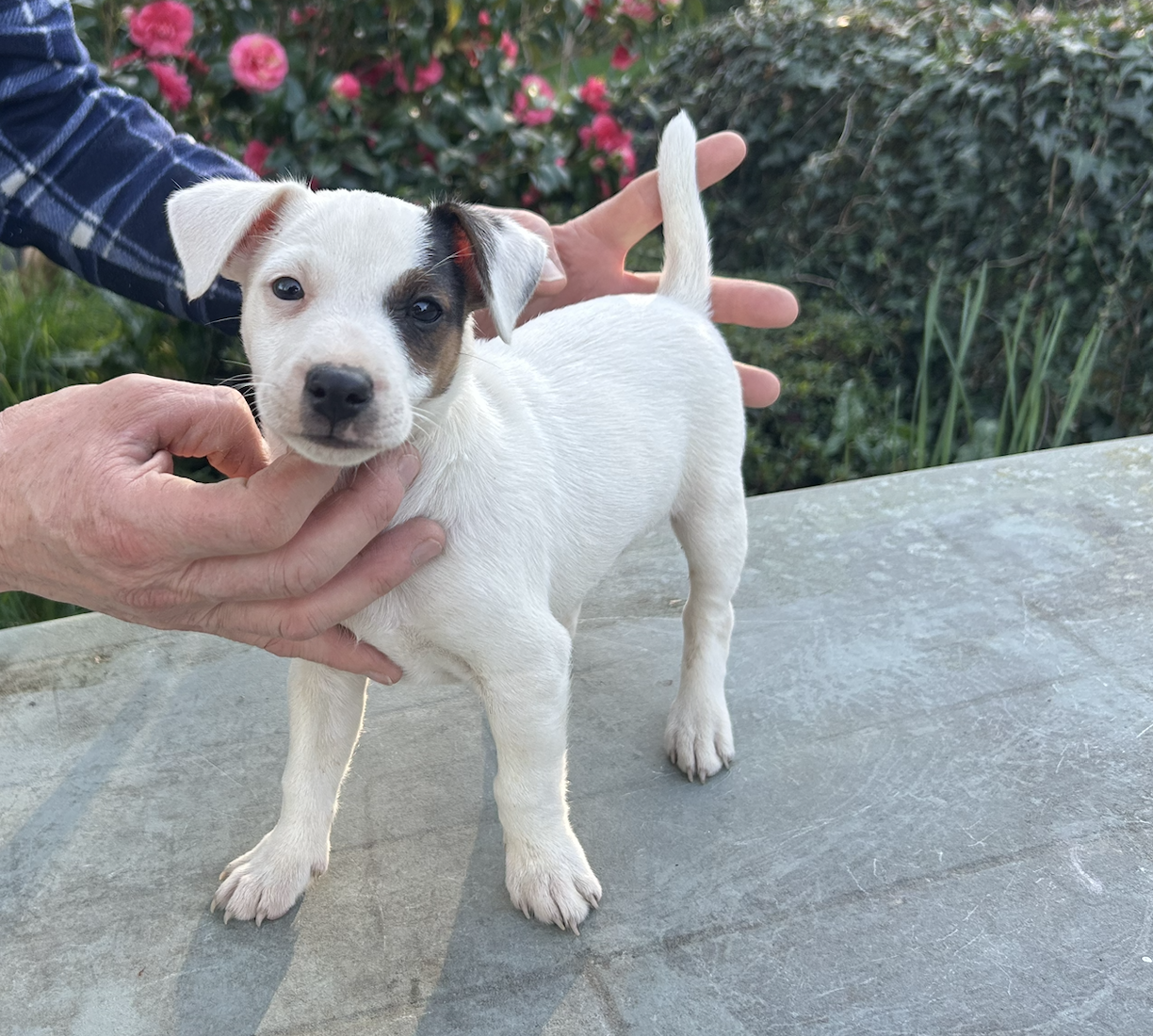 De La Petite Garliere - Chiots disponibles - Jack Russell Terrier