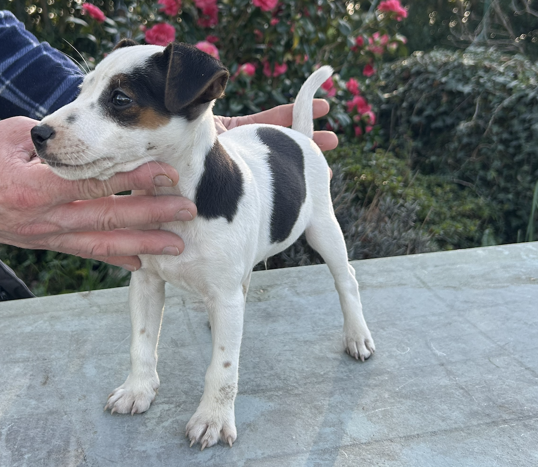 De La Petite Garliere - Chiots disponibles - Jack Russell Terrier