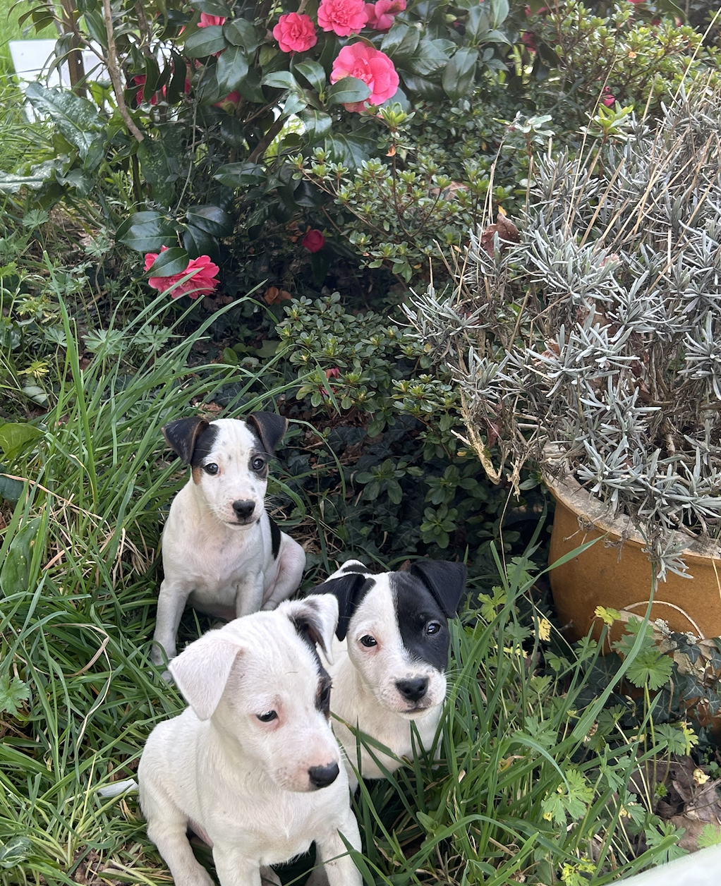 De La Petite Garliere - Chiots disponibles - Jack Russell Terrier